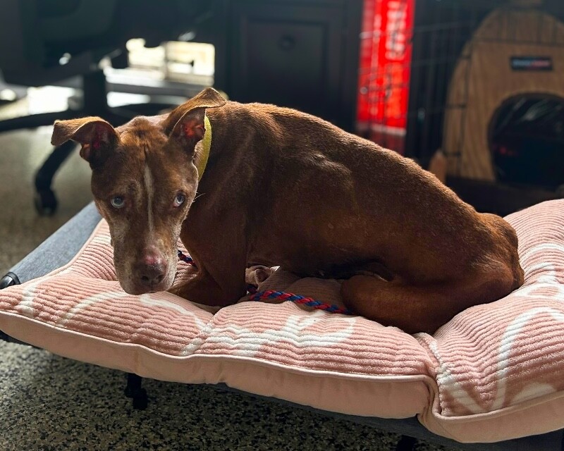 View Lady the Dog Photo #3