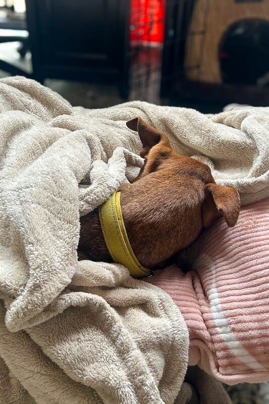 View Lady the Dog Photo #5