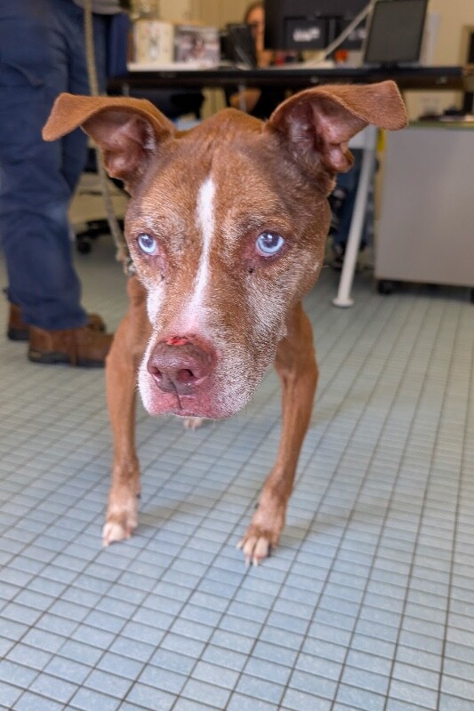 View Lady the Dog Photo #6