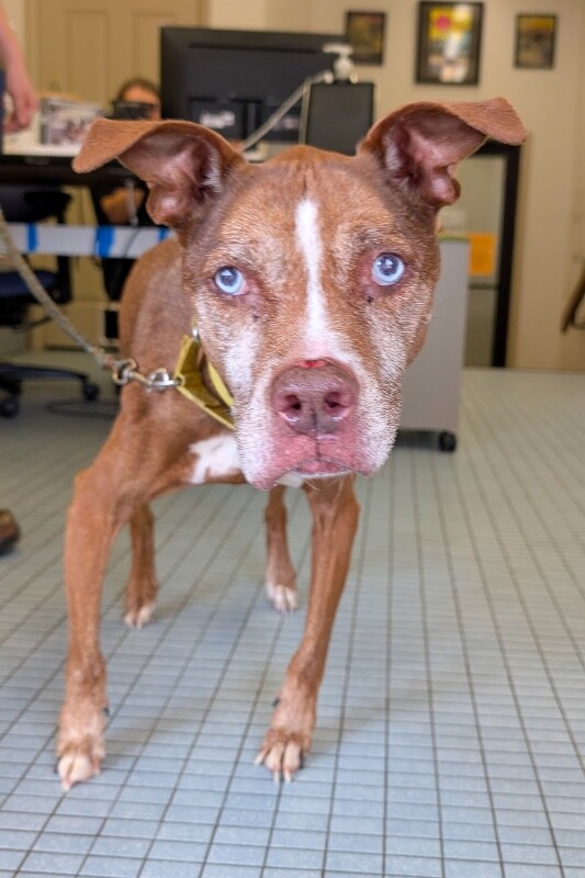 View Lady the Dog Photo #4