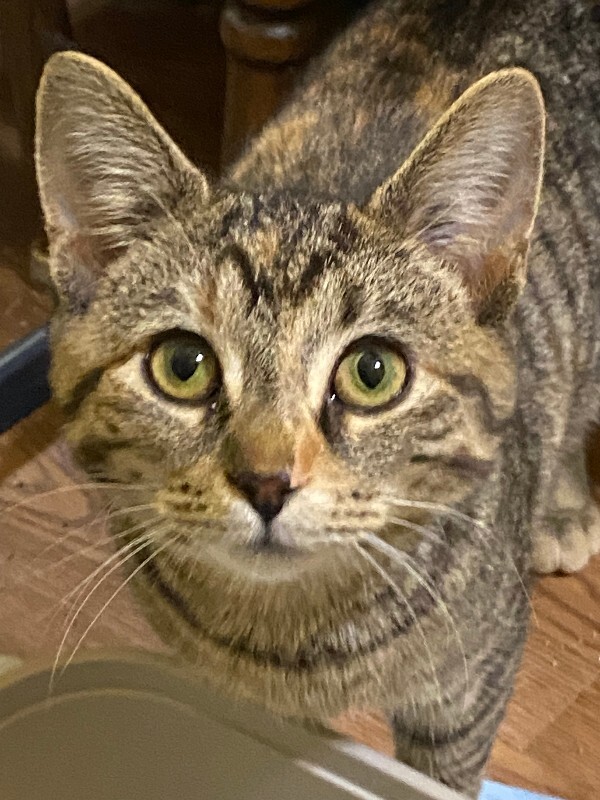 Ice - Cat