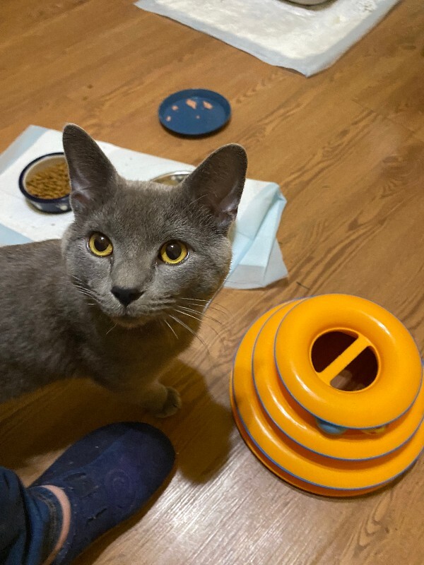 View Romeo the Cat Photo #5