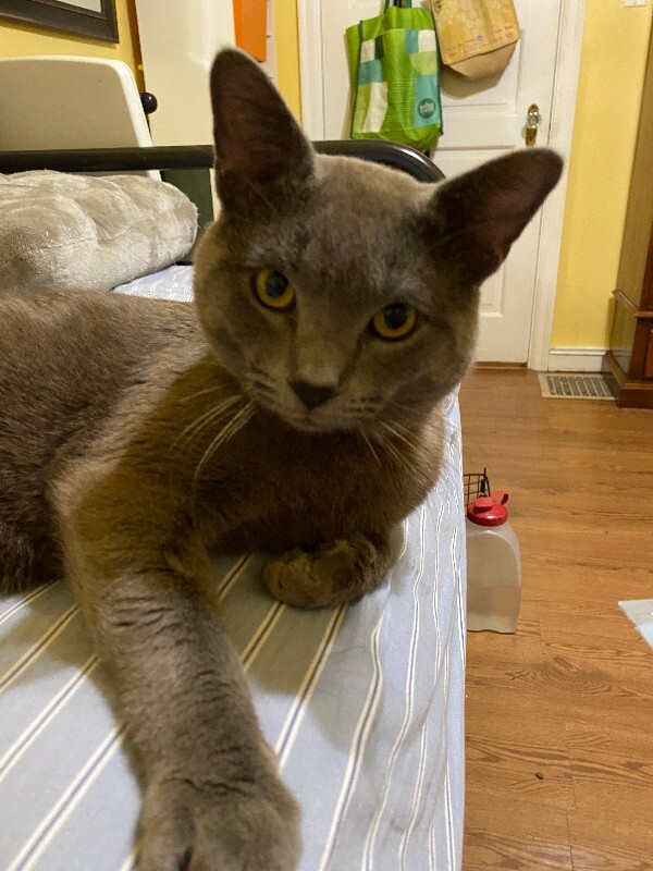 View Romeo the Cat Photo #3