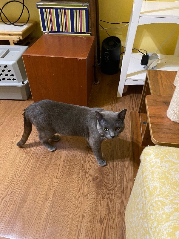 View Romeo the Cat Photo #4