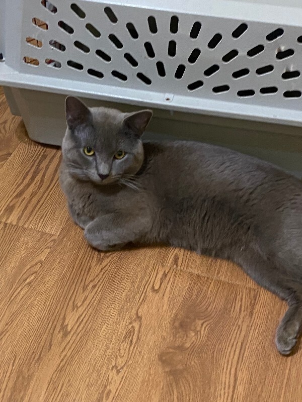 View Romeo the Cat Photo #2