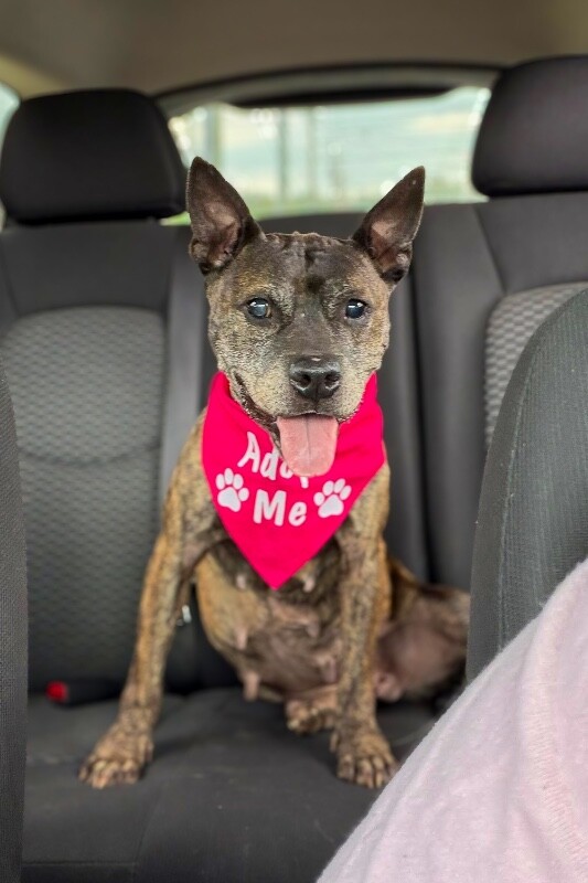 View Bagel Mini the Dog Photo #4