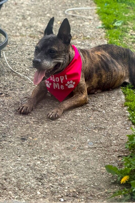 View Bagel Mini the Dog Photo #5