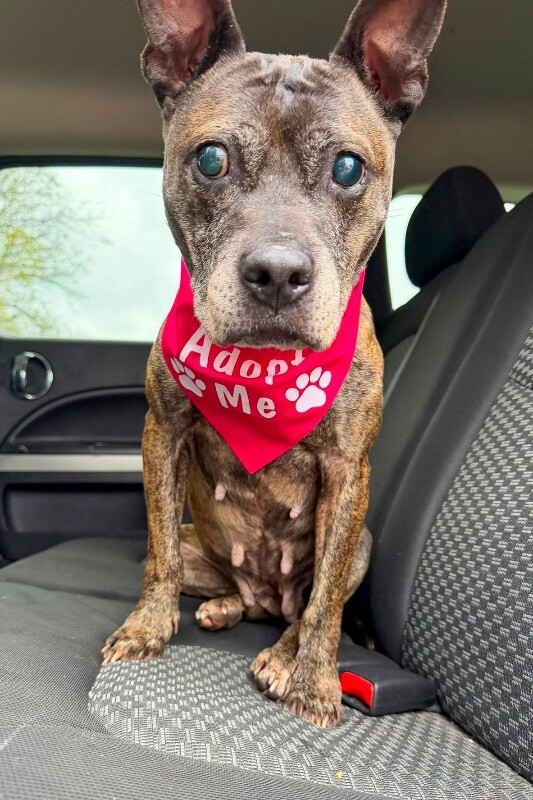 View Bagel Mini the Dog Photo #3