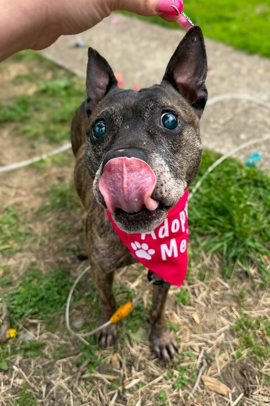 View Bagel Mini the Dog Photo #2