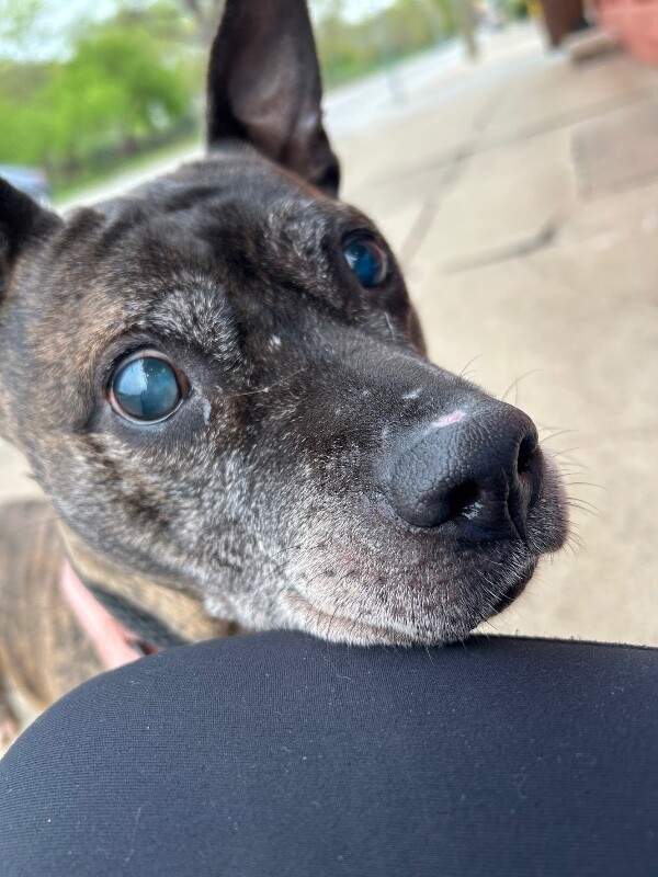 View Bagel Mini the Dog Photo #6