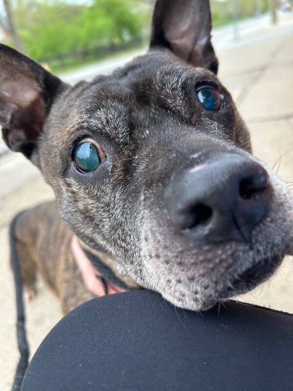 View Bagel Mini the Dog Photo #8