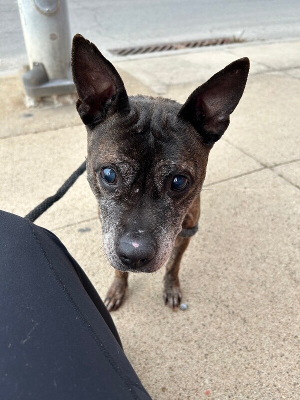 View Bagel Mini the Dog Photo #7