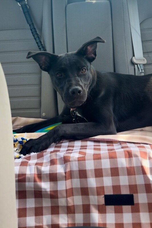 View Melody the Dog Photo #3
