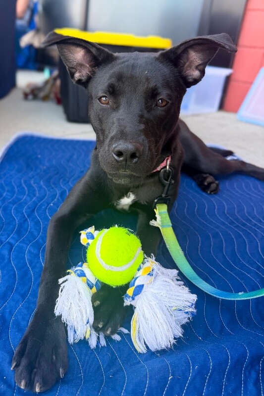 Melody - Dog
