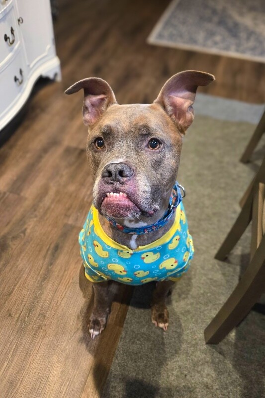 Blue Zeus - Dog