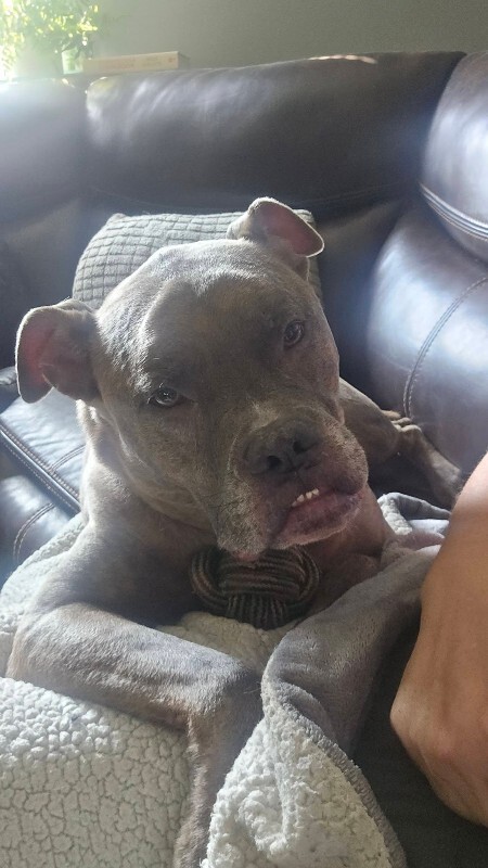 View Blue Zeus the Dog Photo #25
