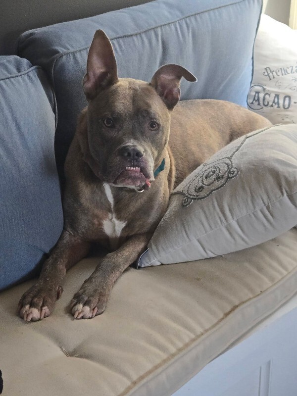 View Blue Zeus the Dog Photo #24