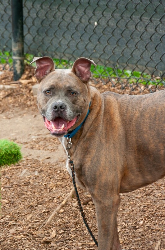 View Blue Zeus the Dog Photo #2