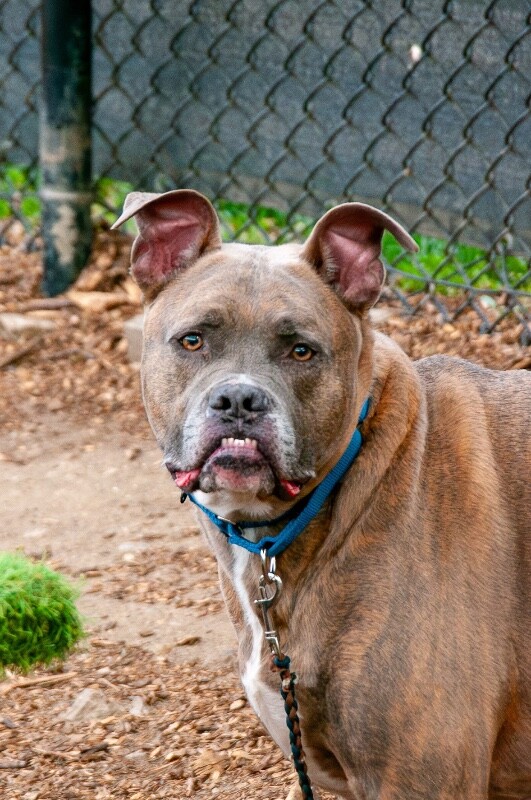 Blue Zeus - Dog