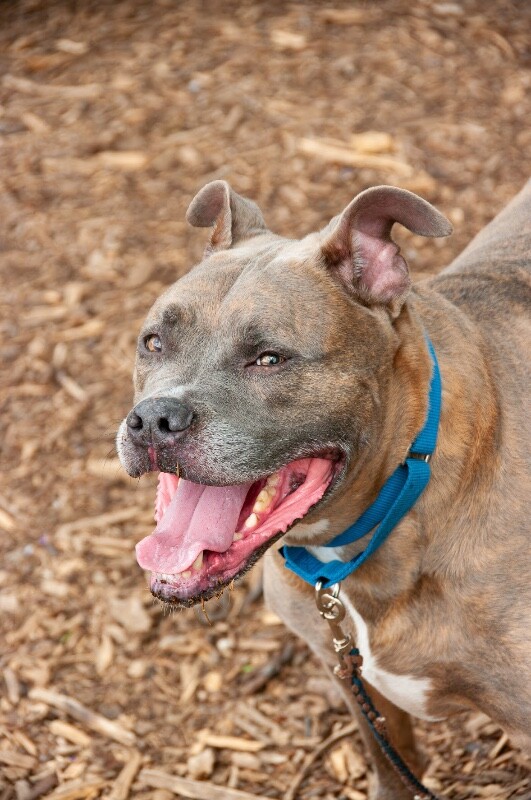 View Blue Zeus the Dog Photo #4