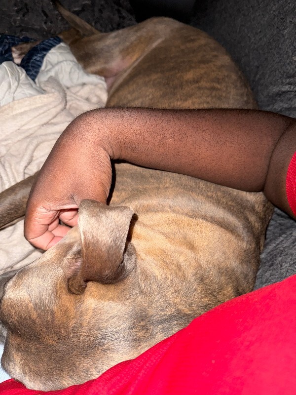 View Blue Zeus the Dog Photo #12