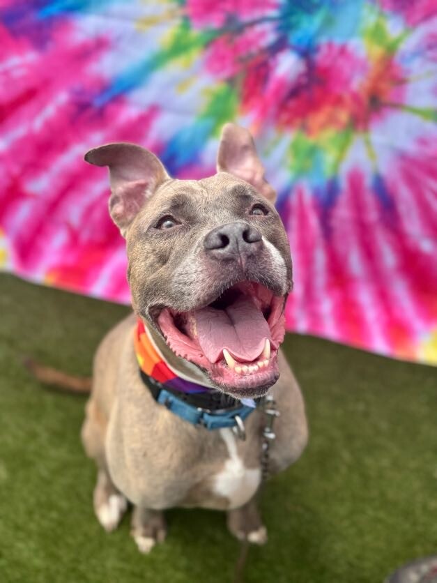 Blue Zeus