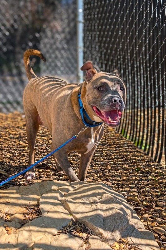 View Blue Zeus the Dog Photo #10