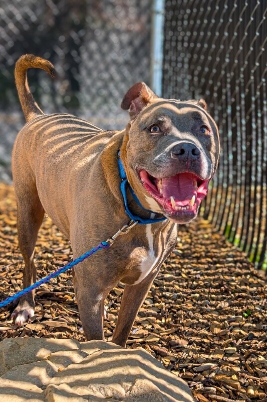 View Blue Zeus the Dog Photo #8