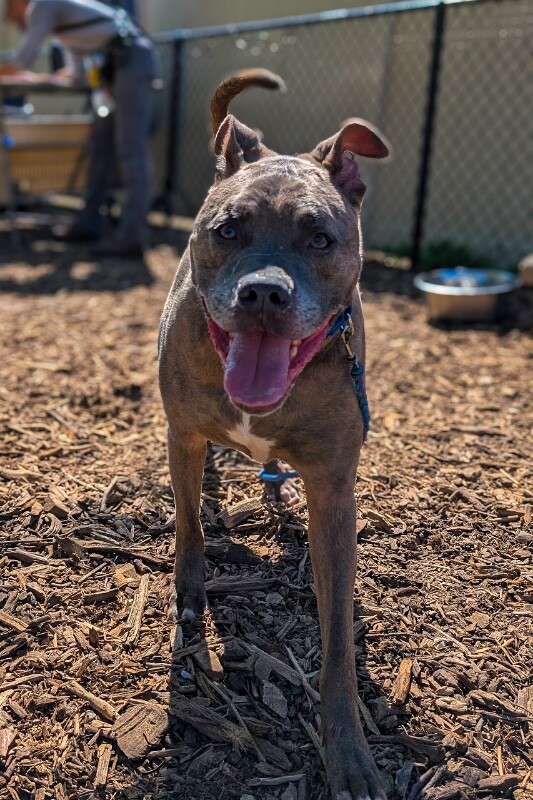 View Blue Zeus the Dog Photo #11