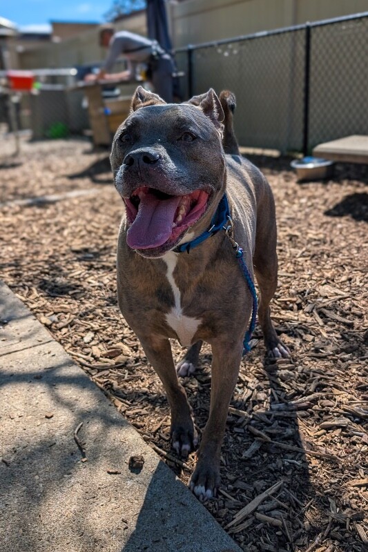 View Blue Zeus the Dog Photo #9