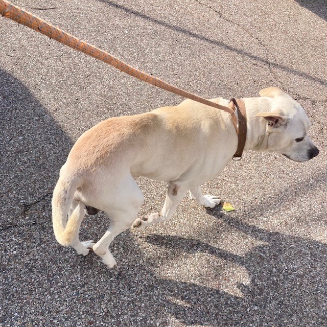 View Casper the Dog Photo #3