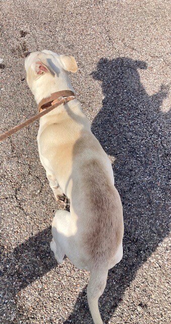 View Casper the Dog Photo #4