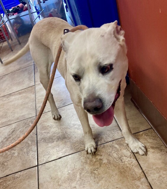 Learn More About Casper Casper - Dog