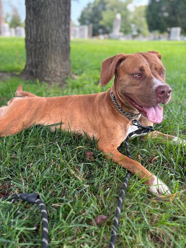 View Avonlea the Dog Photo #7