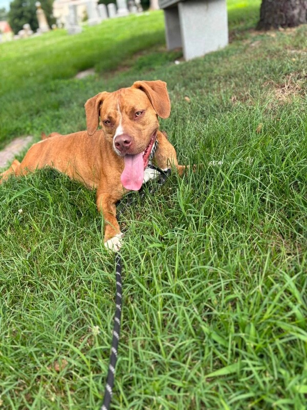 View Avonlea the Dog Photo #8