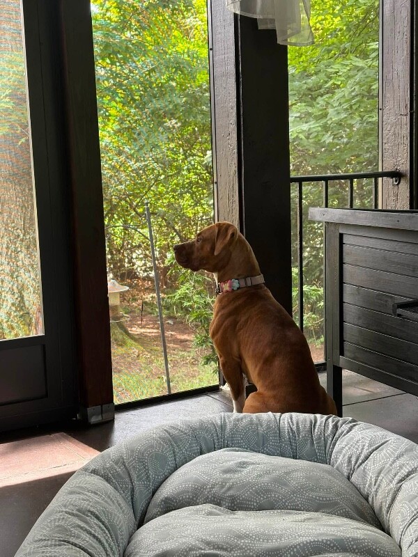 View Avonlea the Dog Photo #11