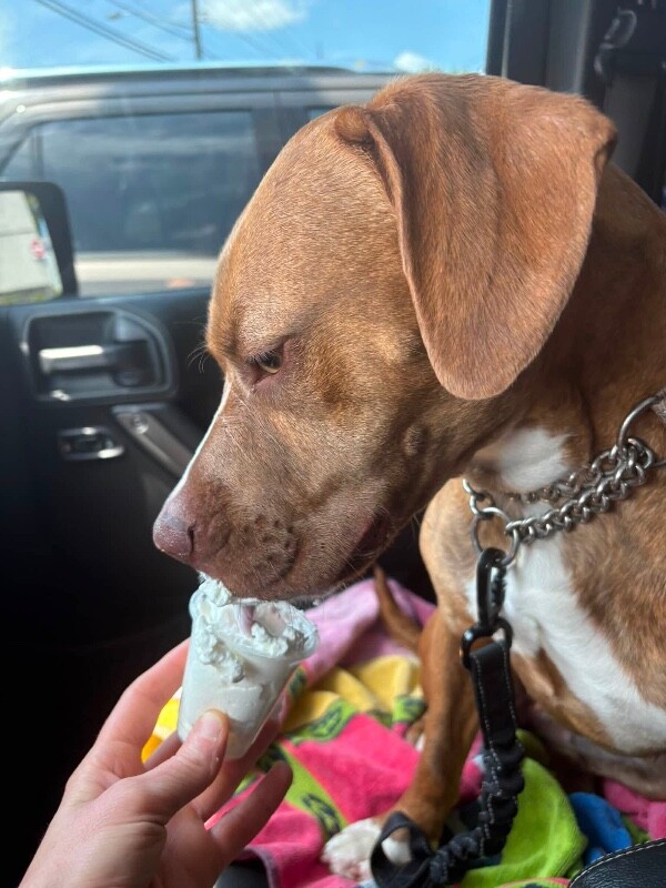 View Avonlea the Dog Photo #9