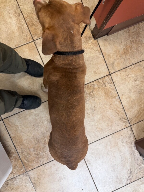 View Avonlea the Dog Photo #3