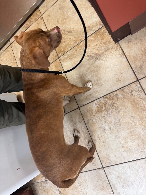 View Avonlea the Dog Photo #4