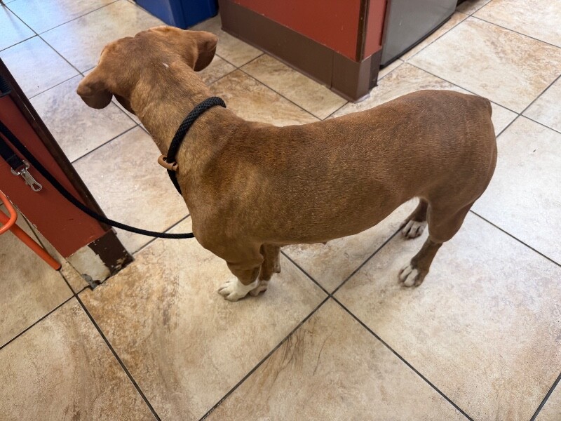 View Avonlea the Dog Photo #2