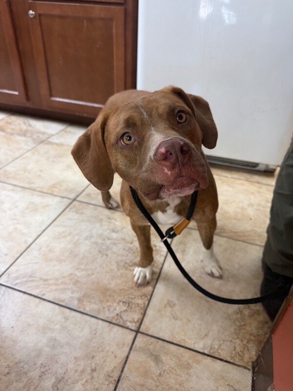 Learn More About Avonlea Avonlea - Dog