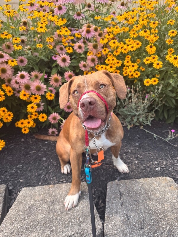 View Avonlea the Dog Photo #5