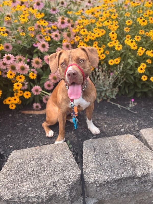 View Avonlea the Dog Photo #4