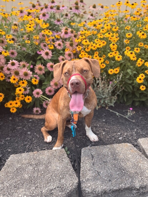 Learn More About Avonlea Avonlea - Dog