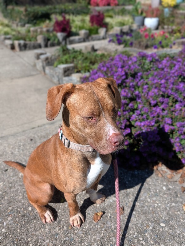 View Avonlea the Dog Photo #10