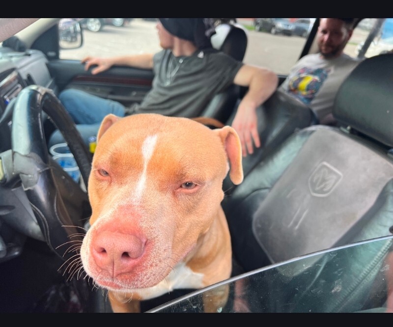 Stray - Dog