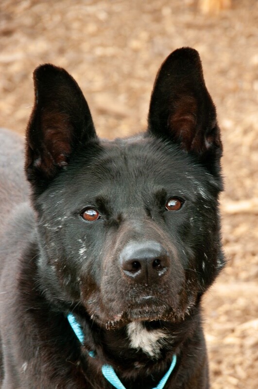 View Bunt Kick the Dog Photo #7