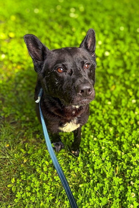 Learn More About Baxter Baxter - Dog
