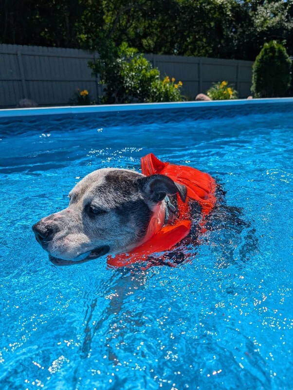 View Goldfish the Dog Photo #3