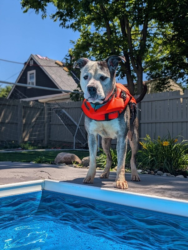 View Goldfish the Dog Photo #22